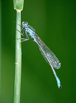 Libelle spec., Lokation: Sieg Kategorien: Libellen, Datum: 26.05.2001