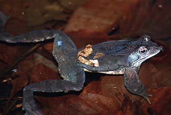 Rana temporaria, Lokation: Königsdorf Kategorien: Tiere, Amphibien, Datum: 16.03.2001