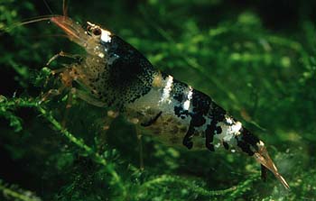 Bienengarnele, Lokation: Zuchtbecken Kategorien: Aquarien, Krebse, Garnelen, Datum: 09.06.2001