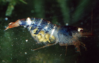 Bienengarnele, Lokation: Zuchtbecken Kategorien: Aquarien, Krebse, Garnelen, Datum: 18.06.2001