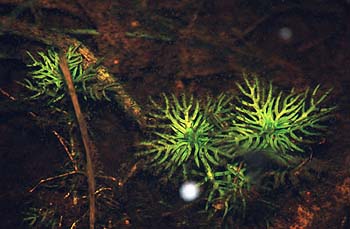 Hottonia palustris, Lokation: An querender Strasse Kategorien: Einzelpflanzen, Datum: 25.06.2001