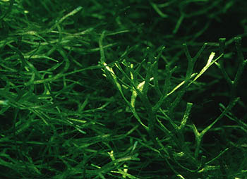 Riccia fluitans, Lokation: 80 cm Aquarium Kategorien: Mikro, Aquarien, Datum: 08.07.2001