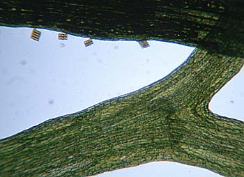 Riccia fluitans, Lokation: Aus 80 cm Aquarium Kategorien: Mikro, Aquarien, Datum: 08.07.2001