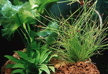 Cryptocoryne willeissi, Nuphar japonica und Eleocharis vivipara, Lokation: Ausstellung Belgien Kategorien: Einzelpflanzen, Aquarien, Datum: 10.06.2001