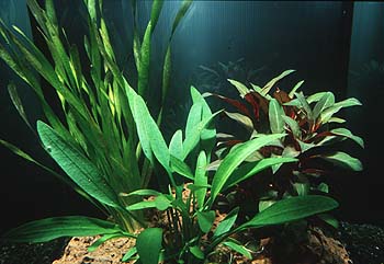 Cryptocoryne lucens, Valisneria tarta und Ludwigia perennis, Lokation: Ausstellung Belgien Kategorien: Einzelpflanzen, Aquarien, Datum: 10.06.2001