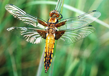 Libelle spec., Lokation: Wahner Heide Tümpel bei Furt Kategorien: Libellen, Datum: 14.06.2001