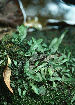 Javafarn am Bachlauf, Lokation: Sri Pangnga-Nationalpark Kategorien: Einzelpflanzen, Datum: 16.04.2001
