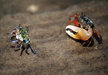 Mangroven-Krabben, Lokation: Krabi Kategorien: Krebse, Garnelen, Datum: 20.04.2001