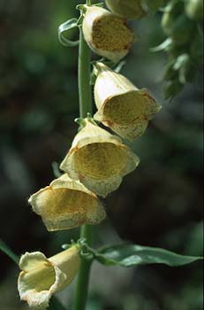 Gelber Fingerhut, Lokation: Val d'Escreins bei Guillestre Kategorien: Einzelpflanzen, Datum: 20.07.2001