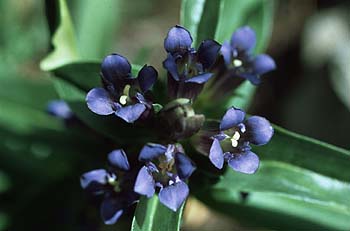Kreuz-Enzian, Lokation: Val d'Escreins bei Guillestre Kategorien: Einzelpflanzen, Datum: 20.07.2001