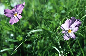 Alpen-Stiefmütterchen, Lokation: Regionalpark Queyras bei Echalp Kategorien: Einzelpflanzen, Datum: 21.07.2001