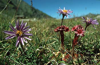 Alpen-Astern und Berg-Hauswurz, Lokation: Regionalpark Queyras bei Echalp Kategorien: Einzelpflanzen, Datum: 21.07.2001