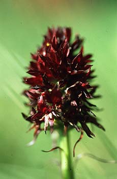 Kohlröschen, Lokation: Latemar bei Obereggen Kategorien: Einzelpflanzen, Datum: 31.07.2001