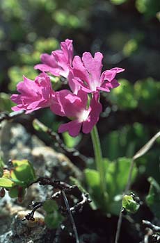 Behaarte Primel, Lokation: Furkelhütte-Goldsee am Stilfser Joch Kategorien: Einzelpflanzen, Datum: 02.08.2001