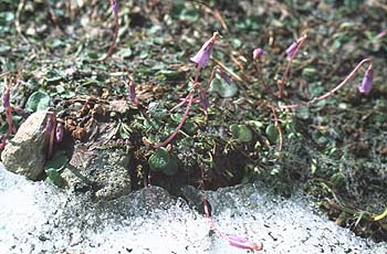 Kleines Alpenglöckchen im Schneefeld, Lokation: Furkelhütte-Goldsee am Stilfser Joch Kategorien: Vegetation, Datum: 02.08.2001