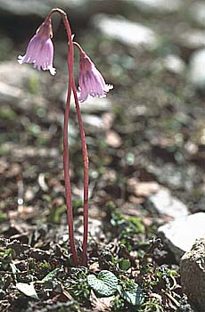 Detail Kleines Alpenglöckchen, Lokation: Furkelhütte-Goldsee am Stilfser Joch Kategorien: Einzelpflanzen, Datum: 02.08.2001
