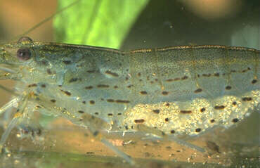 Eiertragende Amano-Garnele, Lokation: Zuchtbecken Kategorien: Tiere, Aquarien, Datum: 13.06.2000