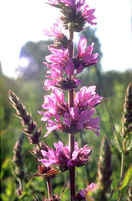 Lythrum salicaria, Lokation: Schlammflächen Rosau-Brücke. Kategorien: Einzelpflanzen, Datum: 19.06.1989