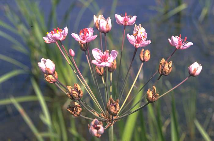 Butomus umbellatus, Lokation: 3. Kolk bei Bienener Altrhein. Kategorien: Einzelpflanzen, Datum: 19.06.1989