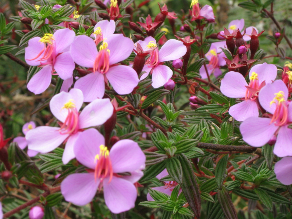 Monochaetum talamancense, Lokation: Costa Rica | Cartago | Paso Macho | Kategorien: Blüte, Familie: Melastomataceae (Schwarzmundgewächse ), Datum: 27.01.2010