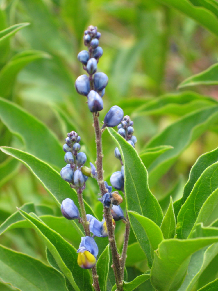 Monnina crepinii, Lokation: Costa Rica | Cartago | Paso Macho | Kategorien: Blüte, Familie: Polygalaceae (Kreuzblümchengewächse ), Datum: 27.01.2010