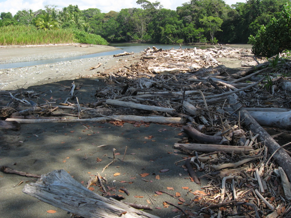 Lokation: Costa Rica | Puntarenas | Sirena | Kategorien: Strand, Datum: 30.01.2010