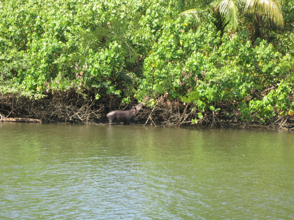 Tapirus bairdii, Lokation: Costa Rica | Puntarenas | Sirena | Kategorien: Säugetiere, Familie: Tapiridae (Tapire), Datum: 30.01.2010