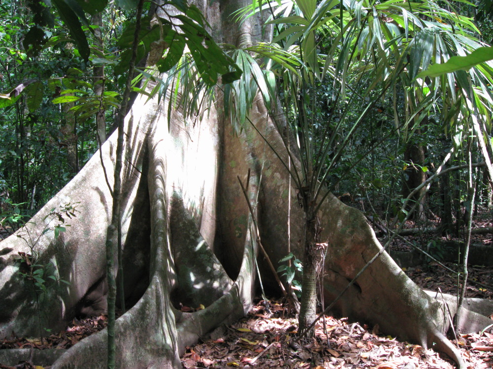 Lokation: Costa Rica | Puntarenas | Sirena | Kategorien: Baum, Datum: 30.01.2010