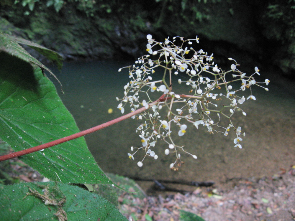 Lokation: Costa Rica | Puntarenas | Sirena | Kategorien: Habitus, Datum: 01.02.2010