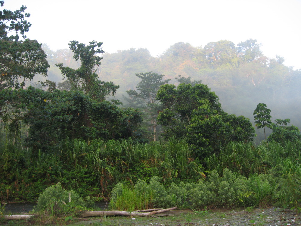 Lokation: Costa Rica | Puntarenas | Sirena | Kategorien: Vegetation, Nebel, Datum: 02.02.2010