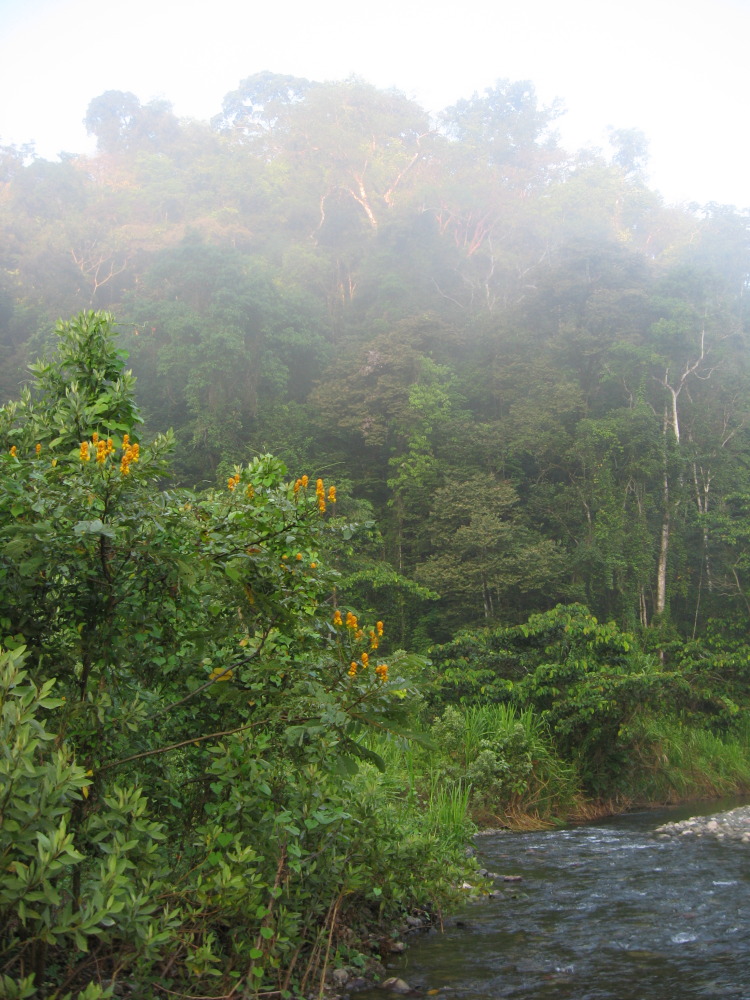 Lokation: Costa Rica | Puntarenas | Sirena | Kategorien: Vegetation, Nebel, Datum: 02.02.2010