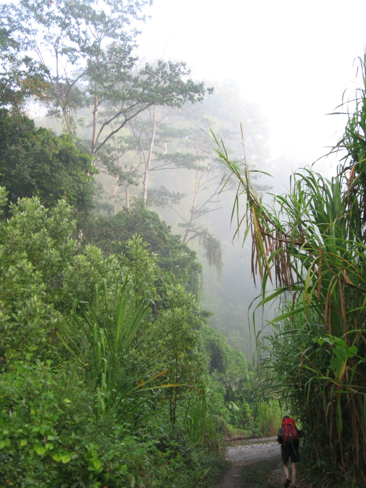 Lokation: Costa Rica | Puntarenas | Sirena | Kategorien: Vegetation, Nebel, Datum: 02.02.2010