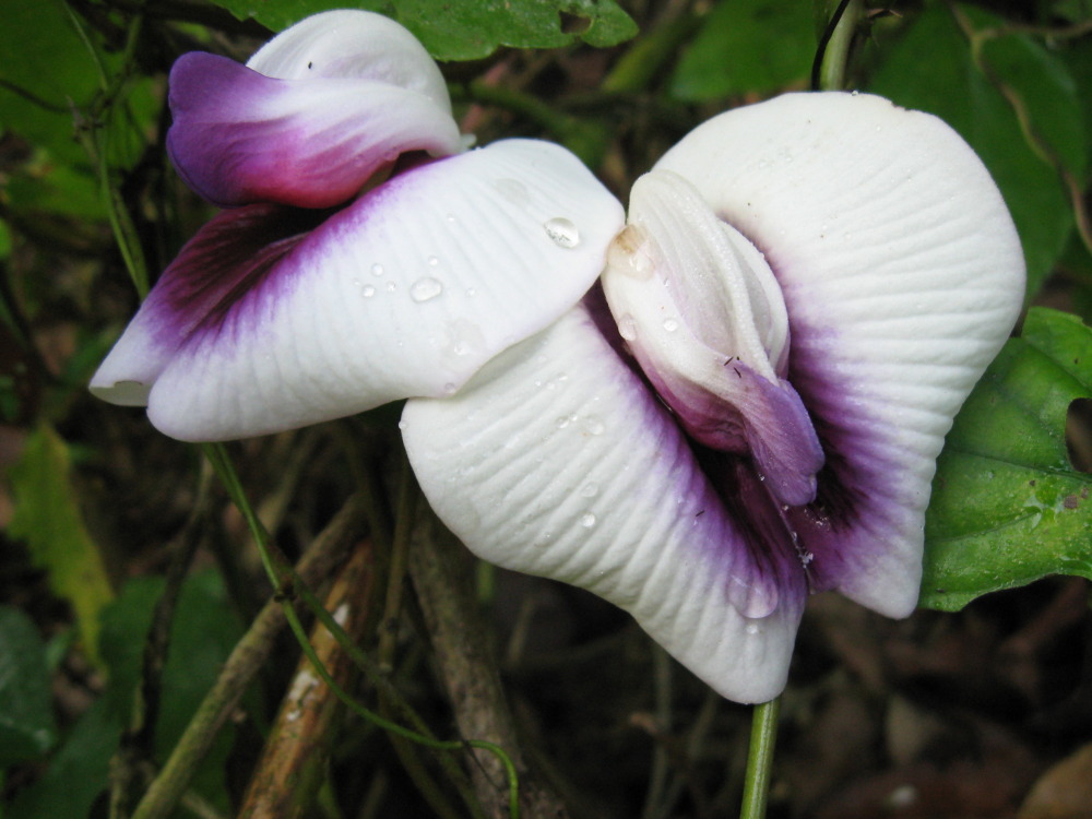 Lokation: Costa Rica | Puntarenas | Sirena | Kategorien: Blüte, Datum: 02.02.2010