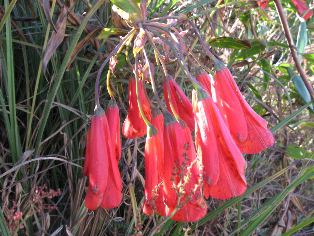 Lokation: Costa Rica | Cartago | Ojo de Agua | Kategorien: Blüte, Datum: 03.02.2010