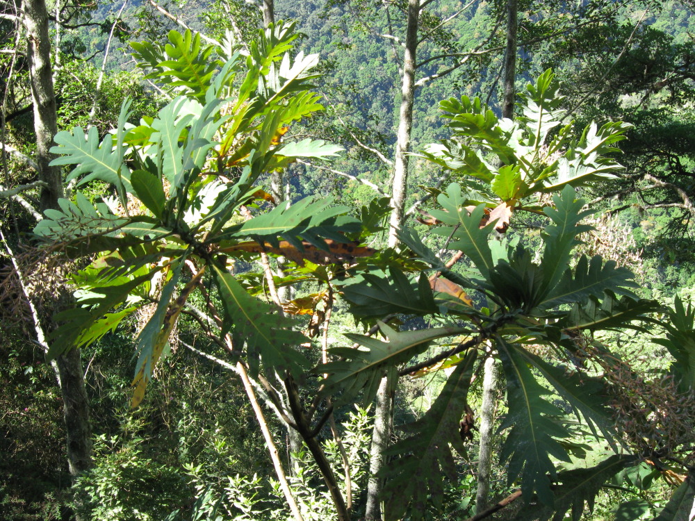 Lokation: Costa Rica | Cartago | Ojo de Agua | Kategorien: Habitus, Datum: 03.02.2010