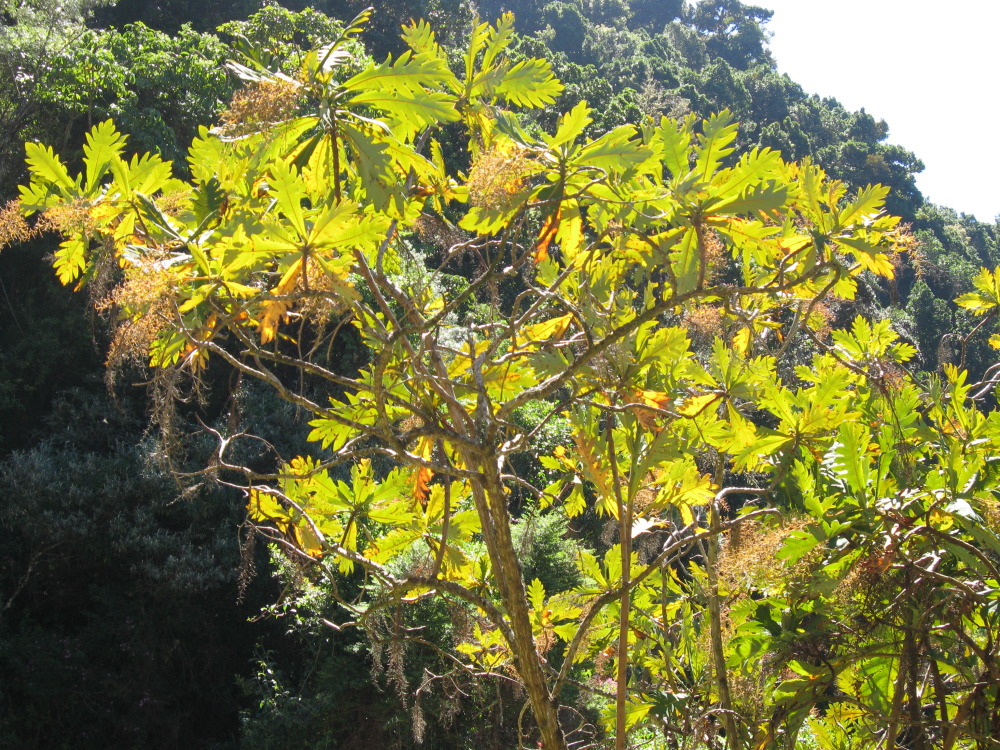 Lokation: Costa Rica | Cartago | Ojo de Agua | Kategorien: Habitus, Datum: 03.02.2010