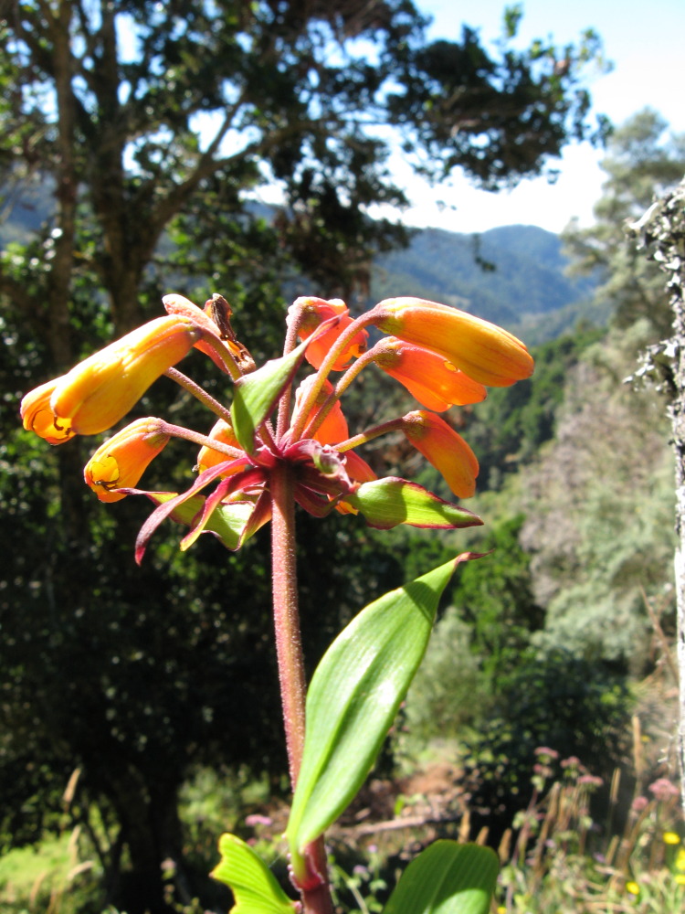 Lokation: Costa Rica | Cartago | Ojo de Agua | Kategorien: Blüte, Datum: 03.02.2010