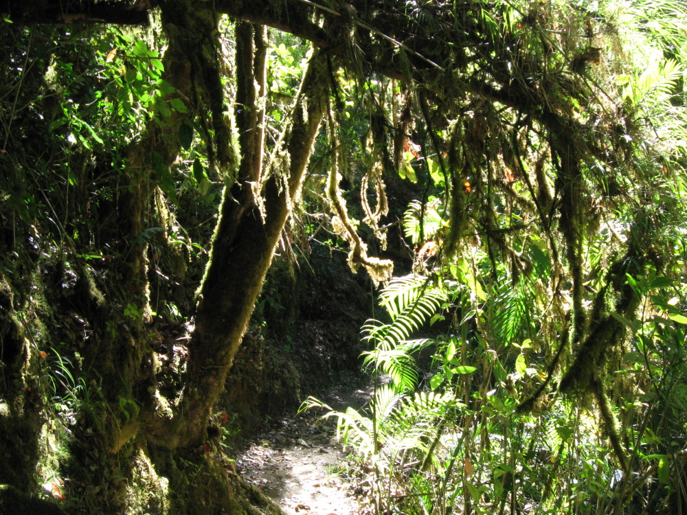 Lokation: Costa Rica | Cartago | Ojo de Agua | Kategorien: Wald, Datum: 03.02.2010