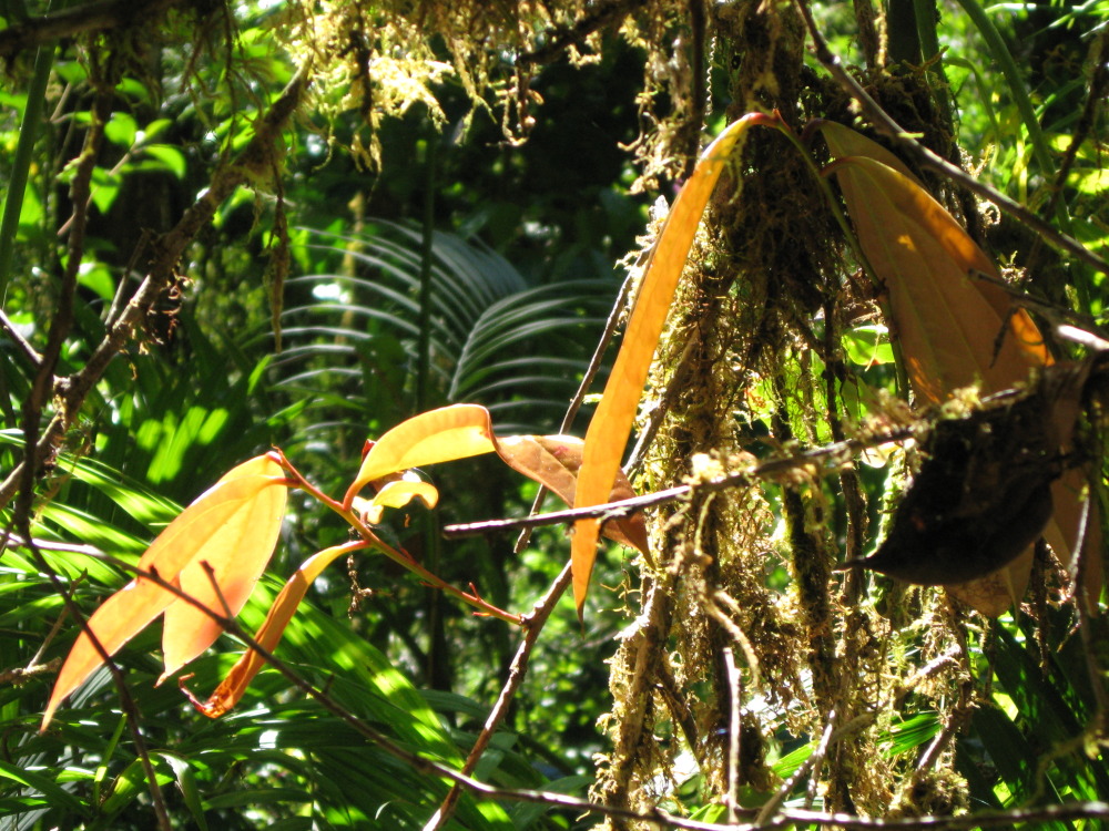 Lokation: Costa Rica | Cartago | Ojo de Agua | Kategorien: Habitus, Datum: 03.02.2010