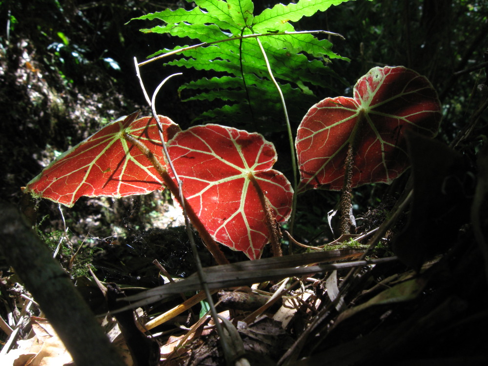 Lokation: Costa Rica | Cartago | Ojo de Agua | Kategorien: Habitus, Datum: 03.02.2010