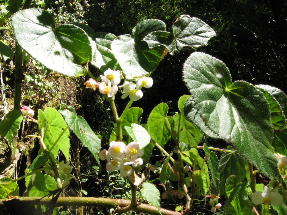 Lokation: Costa Rica | Cartago | Ojo de Agua | Kategorien: Habitus, Datum: 03.02.2010
