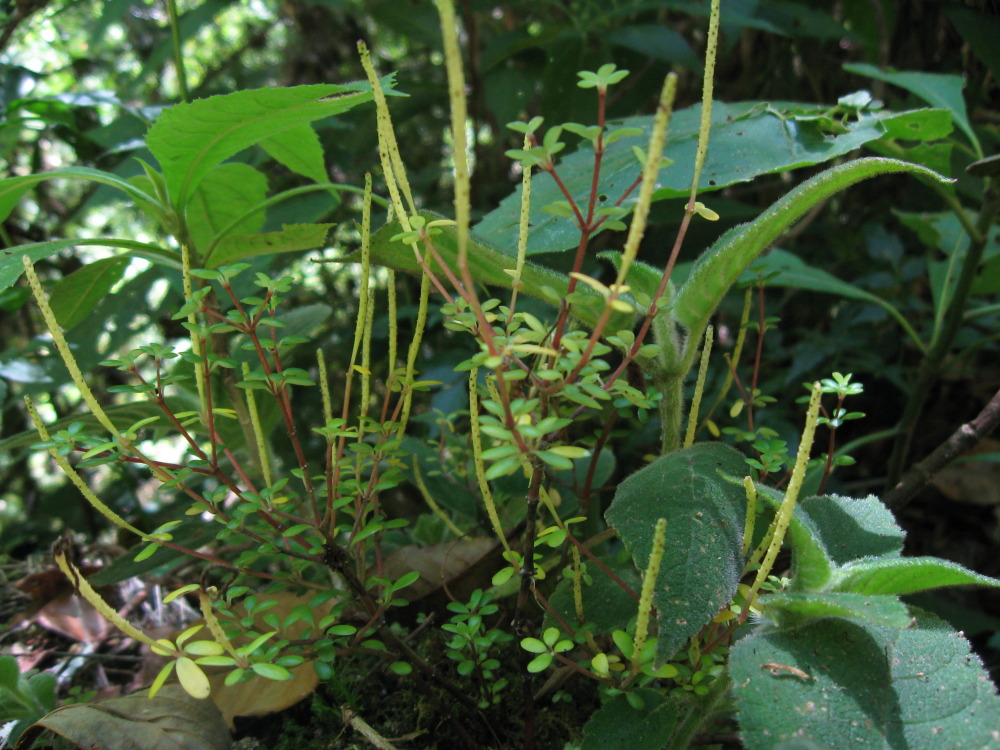 Kategorien: Habitus, Datum: 03.02.2010