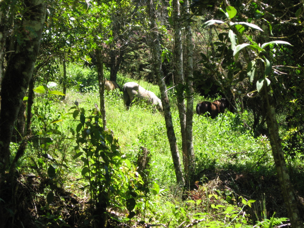 Lokation: Costa Rica | Cartago | Ojo de Agua | Kategorien: Beweidung, Datum: 03.02.2010