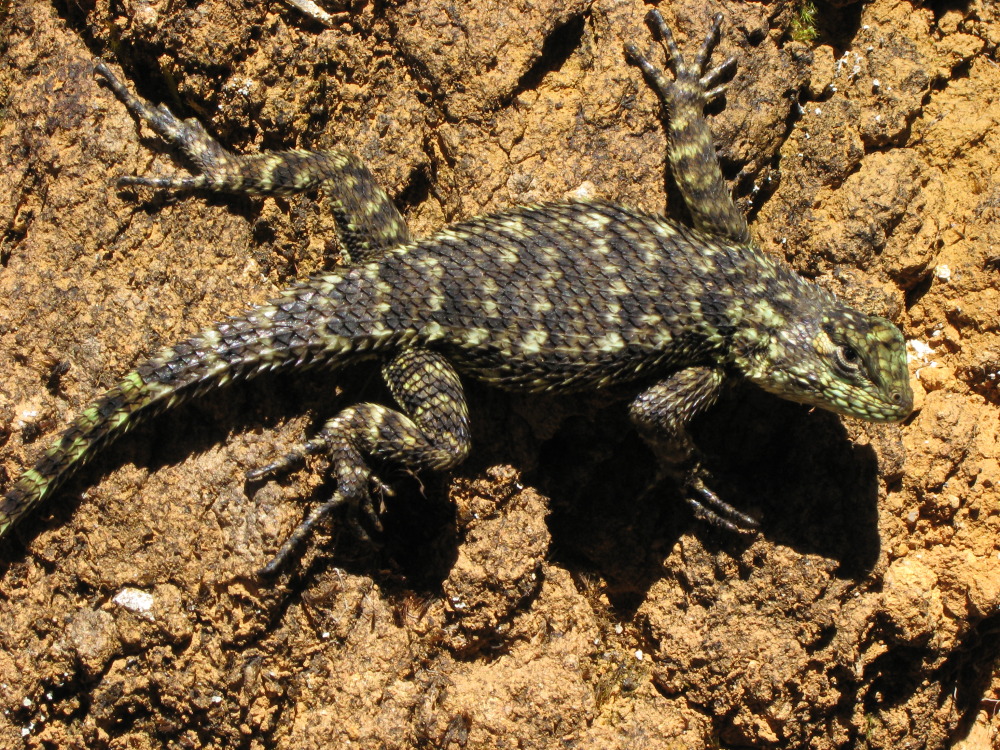 Lokation: Costa Rica | Cartago | Ojo de Agua | Kategorien: Reptilien, Datum: 03.02.2010