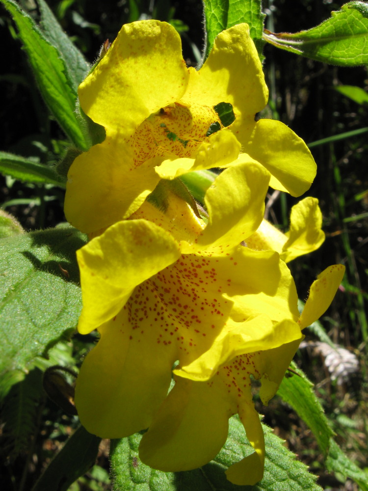 Hemichaena fruticosa, Lokation: Costa Rica | Cartago | Ojo de Agua | Kategorien: Blüte, Familie: Phrymaceae (Gauklerblumengewächse), Datum: 03.02.2010