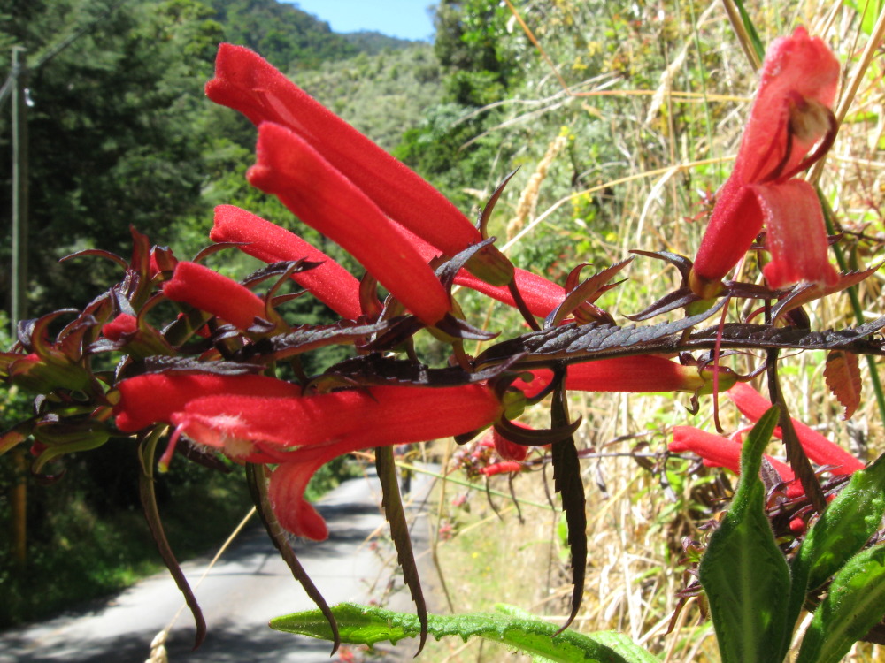 Lokation: Costa Rica | Cartago | Ojo de Agua | Kategorien: Blüte, Datum: 03.02.2010