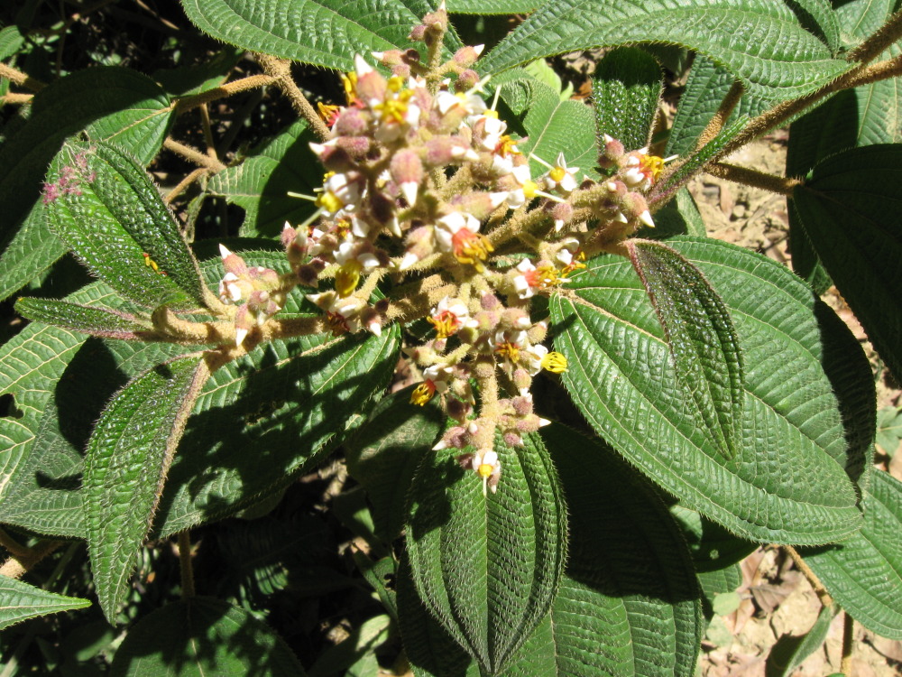 Lokation: Costa Rica | Cartago | Ojo de Agua | Kategorien: Blüte, Datum: 03.02.2010