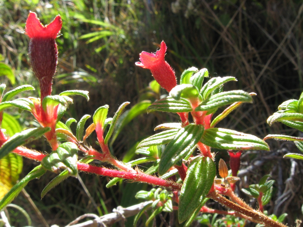 Lokation: Costa Rica | Cartago | Ojo de Agua | Kategorien: Blüte, Datum: 03.02.2010