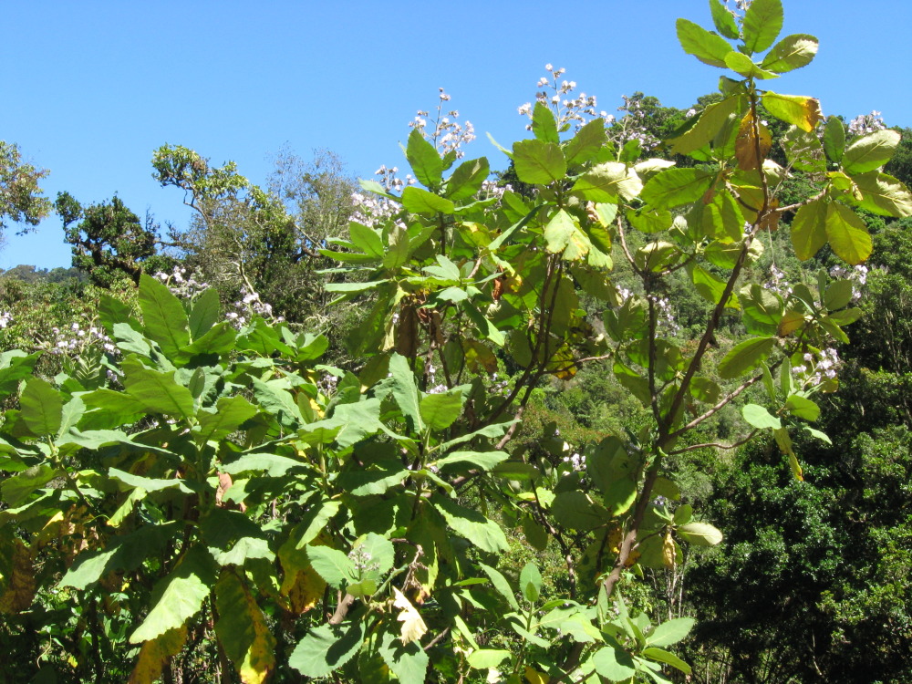 Lokation: Costa Rica | Cartago | Ojo de Agua | Kategorien: Habitus, Datum: 03.02.2010