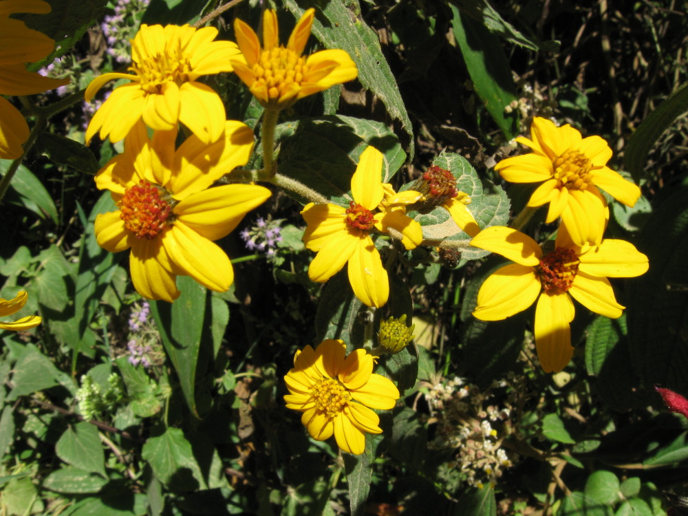 Lokation: Costa Rica | Cartago | Ojo de Agua | Kategorien: Blüte, Datum: 03.02.2010